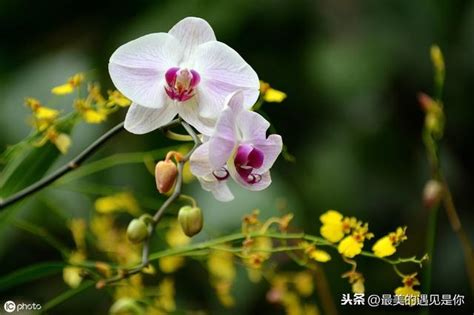 黃色蘭花花語|蘭花花語送禮指南：不同蘭花代表的情感表達 